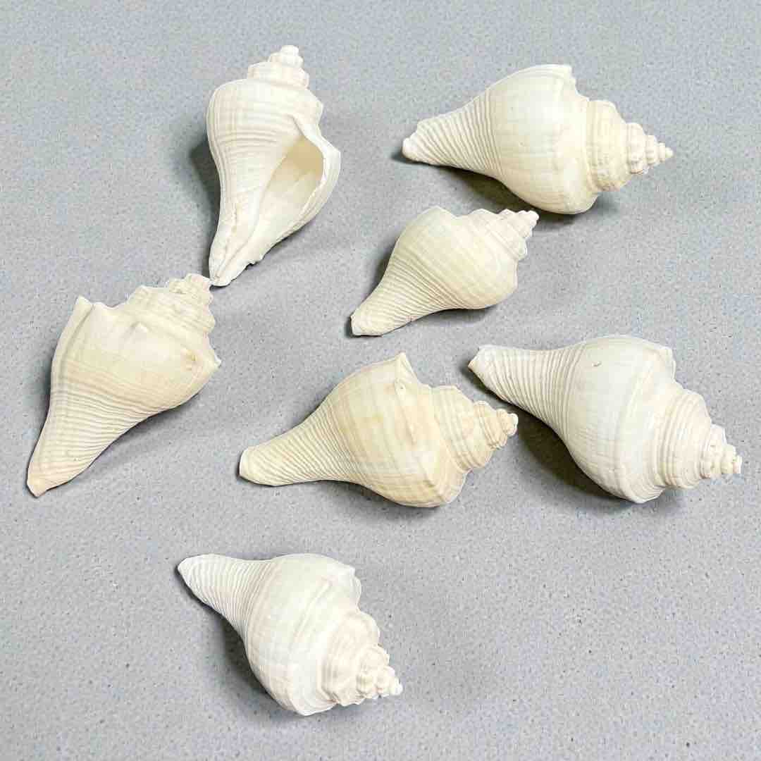 SEA SHELL 100G