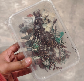 DRIED FLOWER BOX