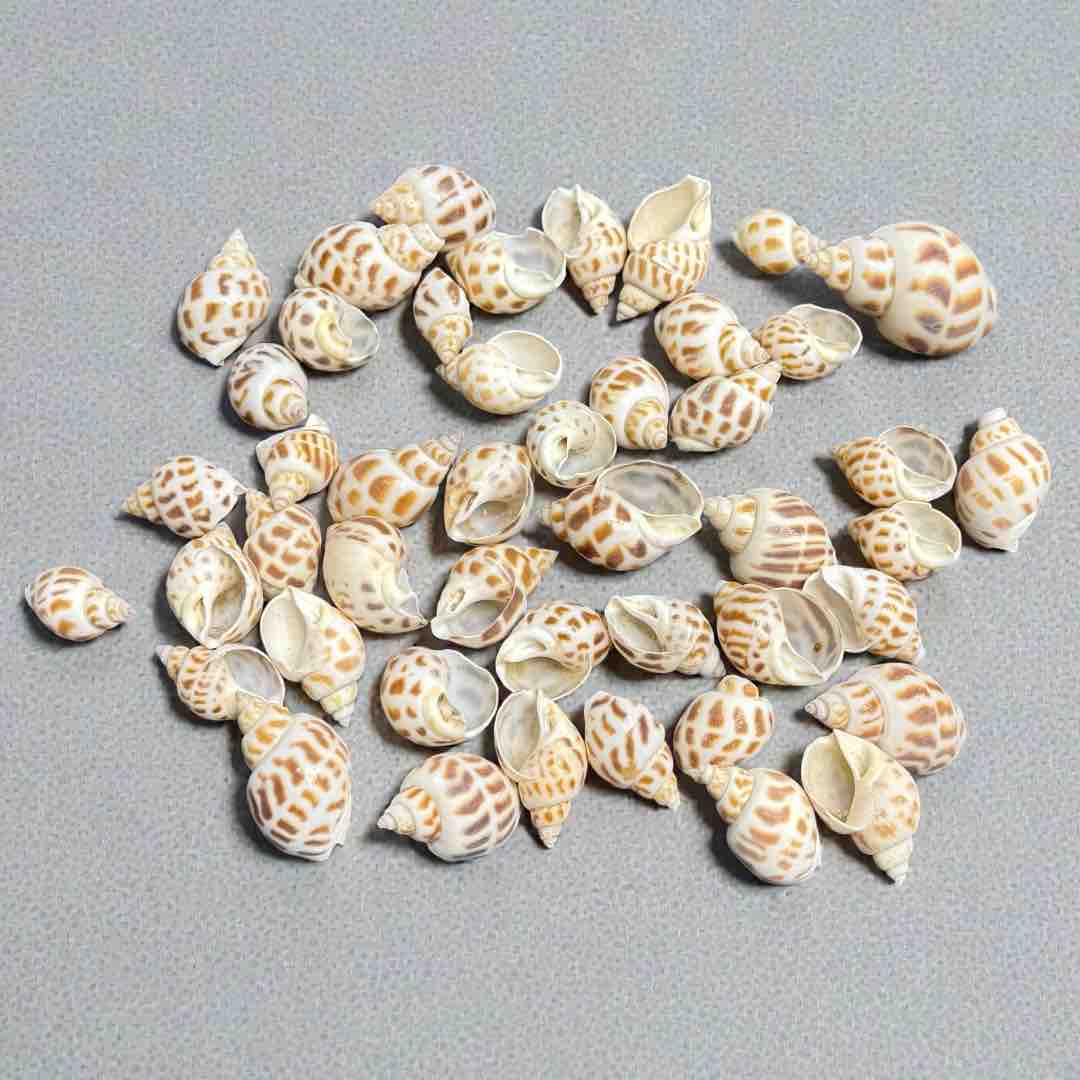 SEA SHELL 100G