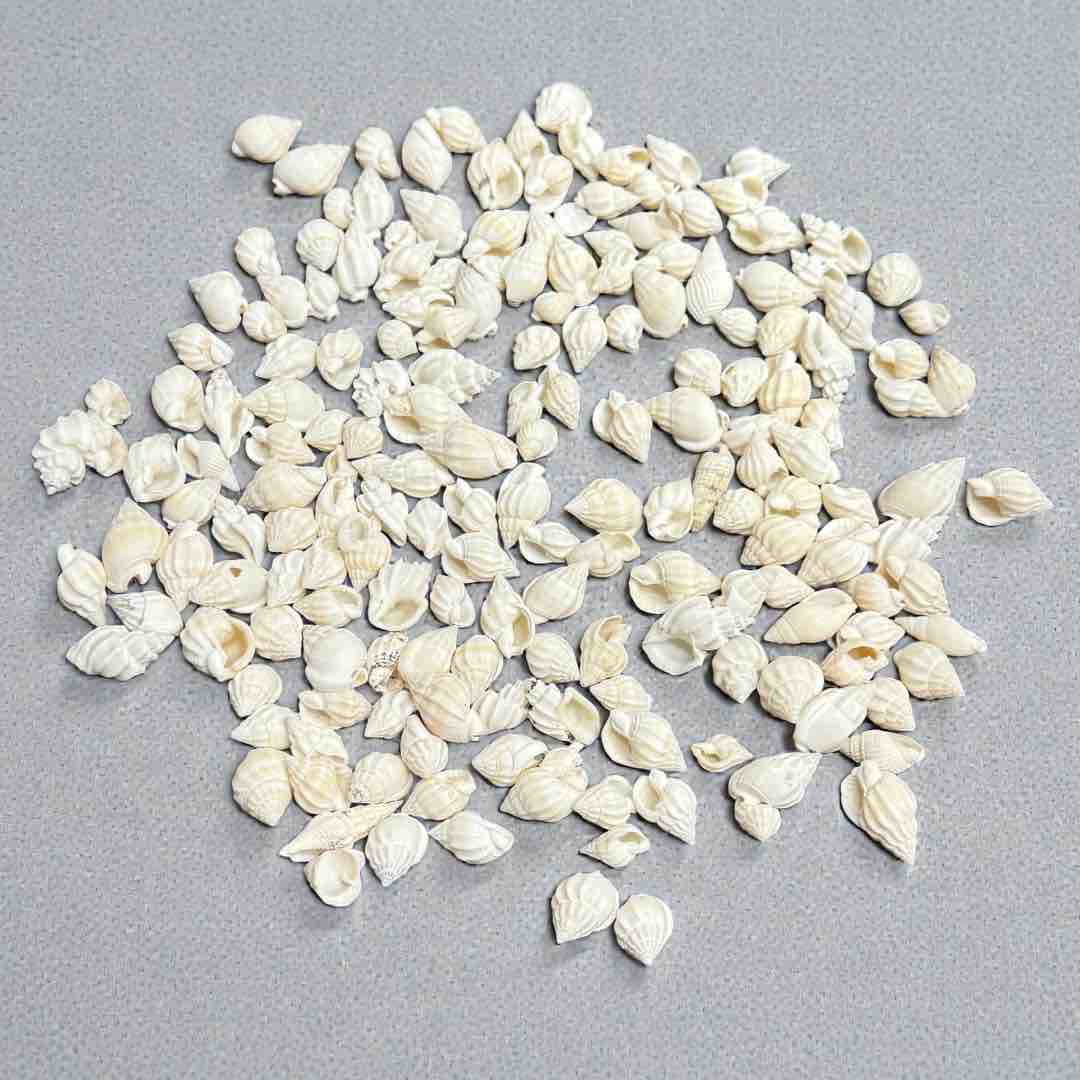 SEA SHELL 100G