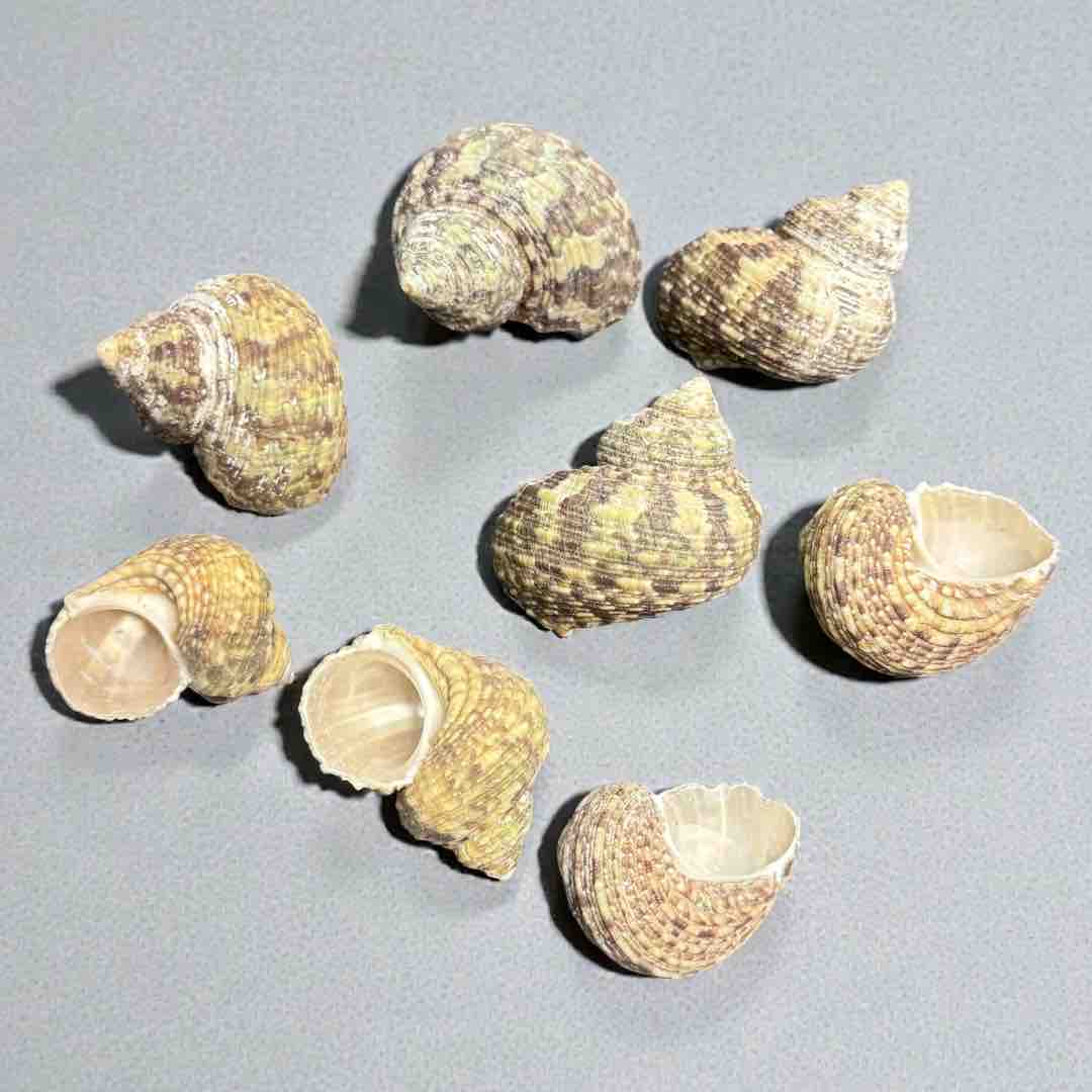 SEA SHELL 100G
