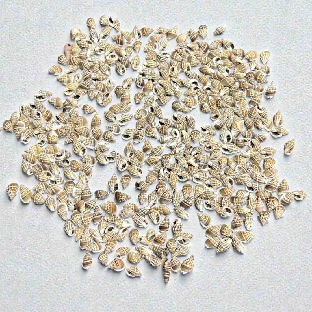 SEA SHELL 100G