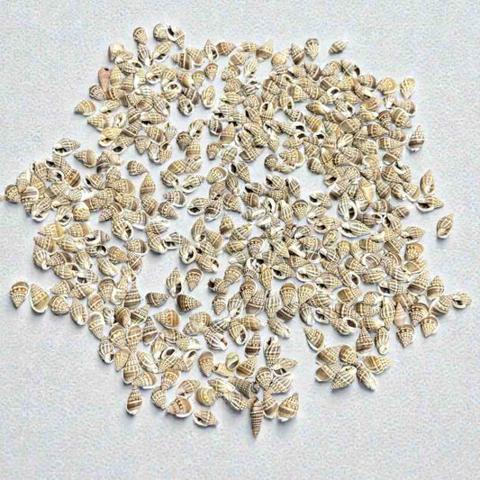 SEA SHELL 100G
