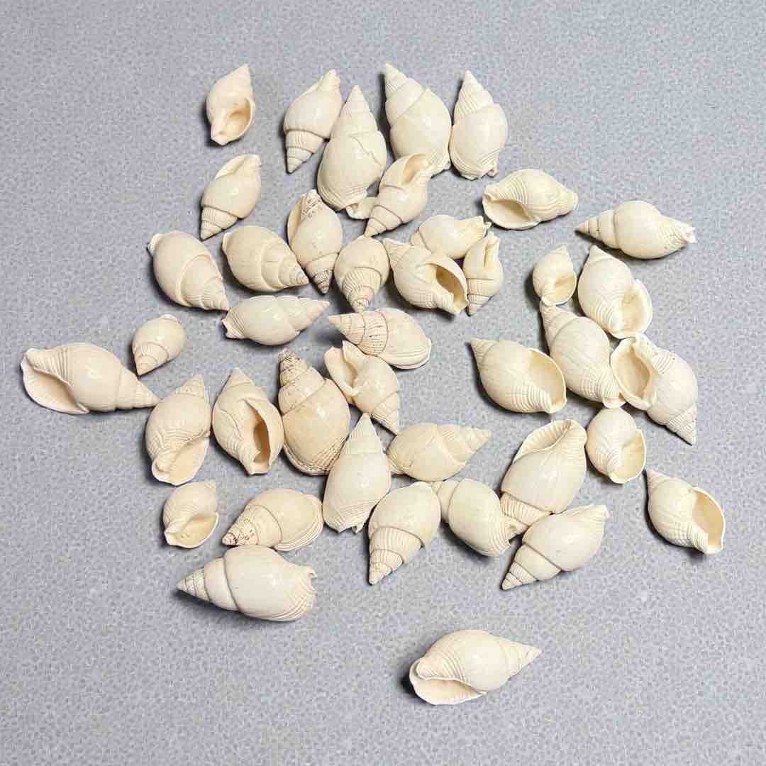 SEA SHELL 100G