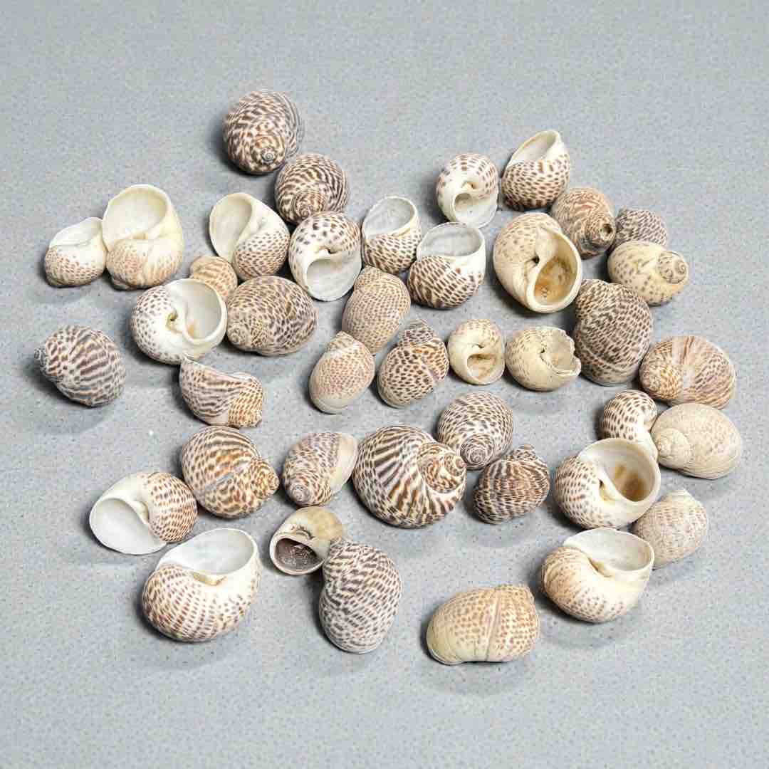SEA SHELL 100G