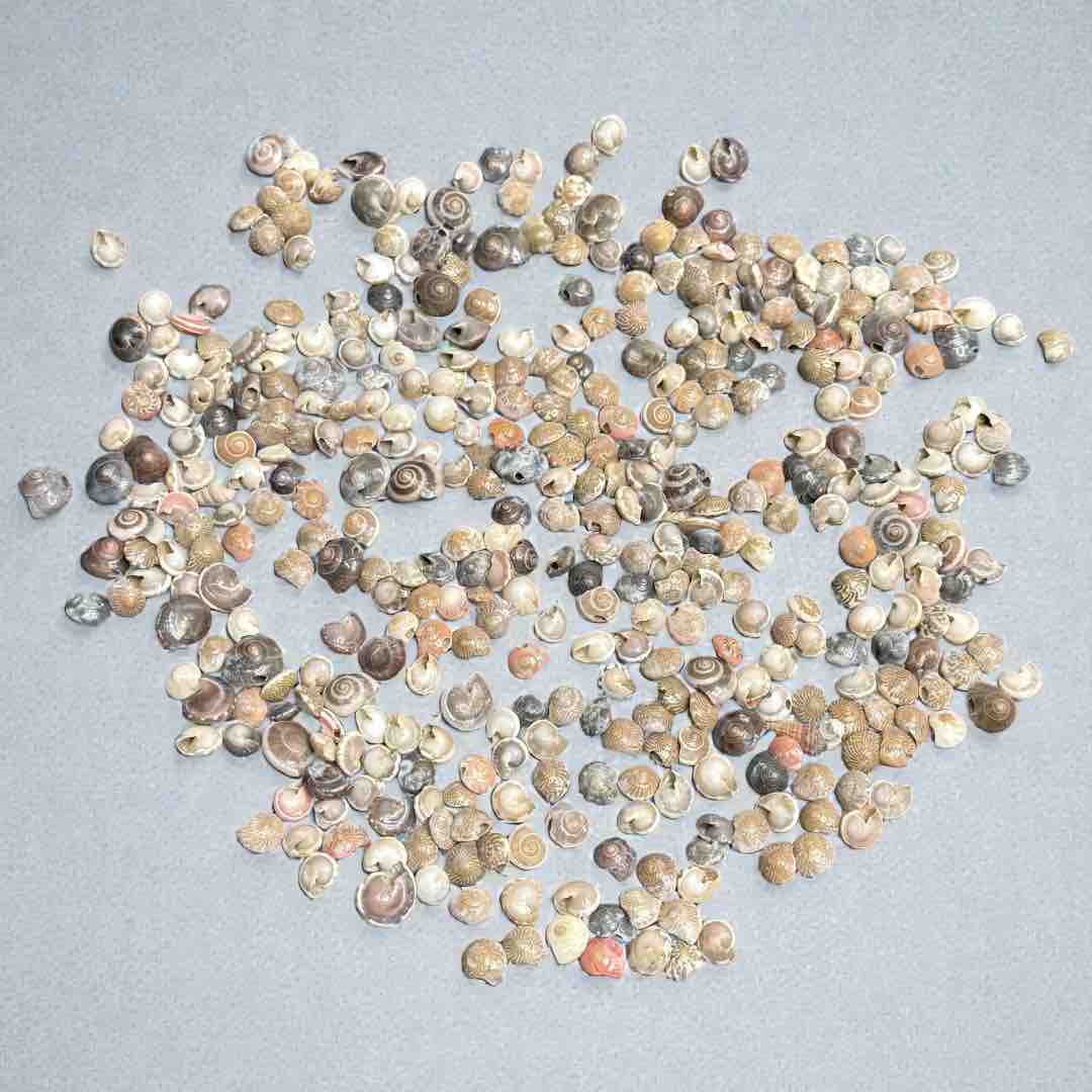 SEA SHELL 100G