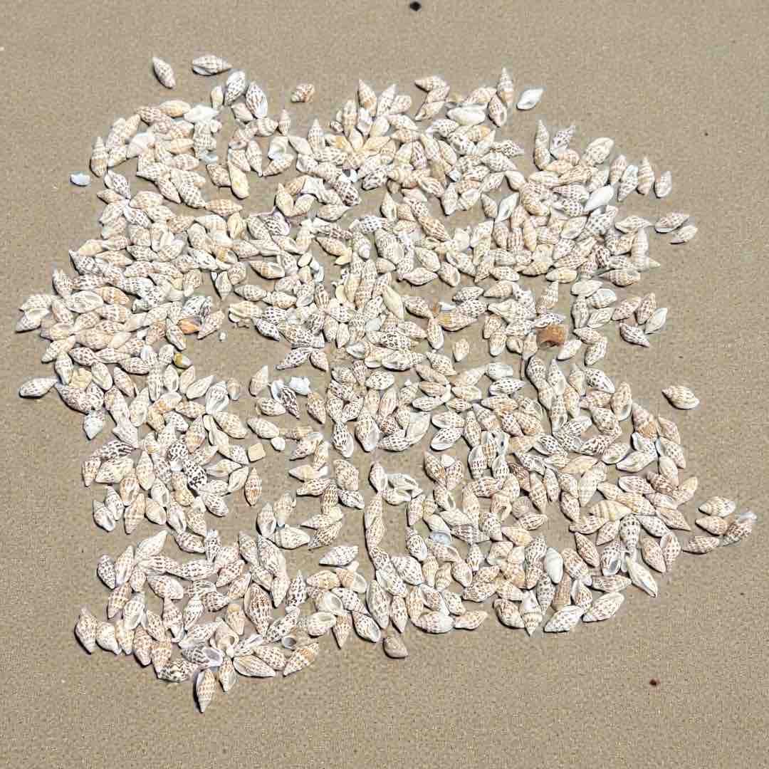 SEA SHELL 100G