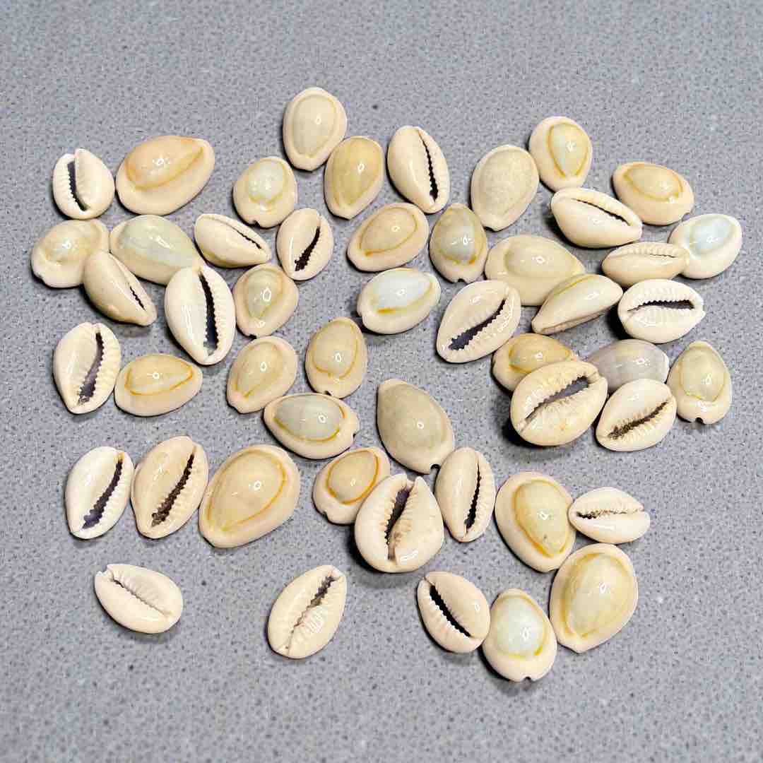 SEA SHELL 100G