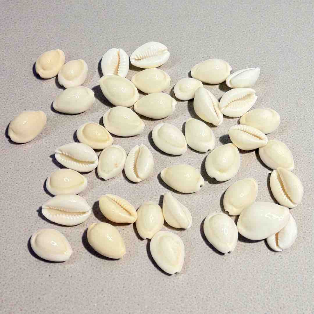 SEA SHELL 100G