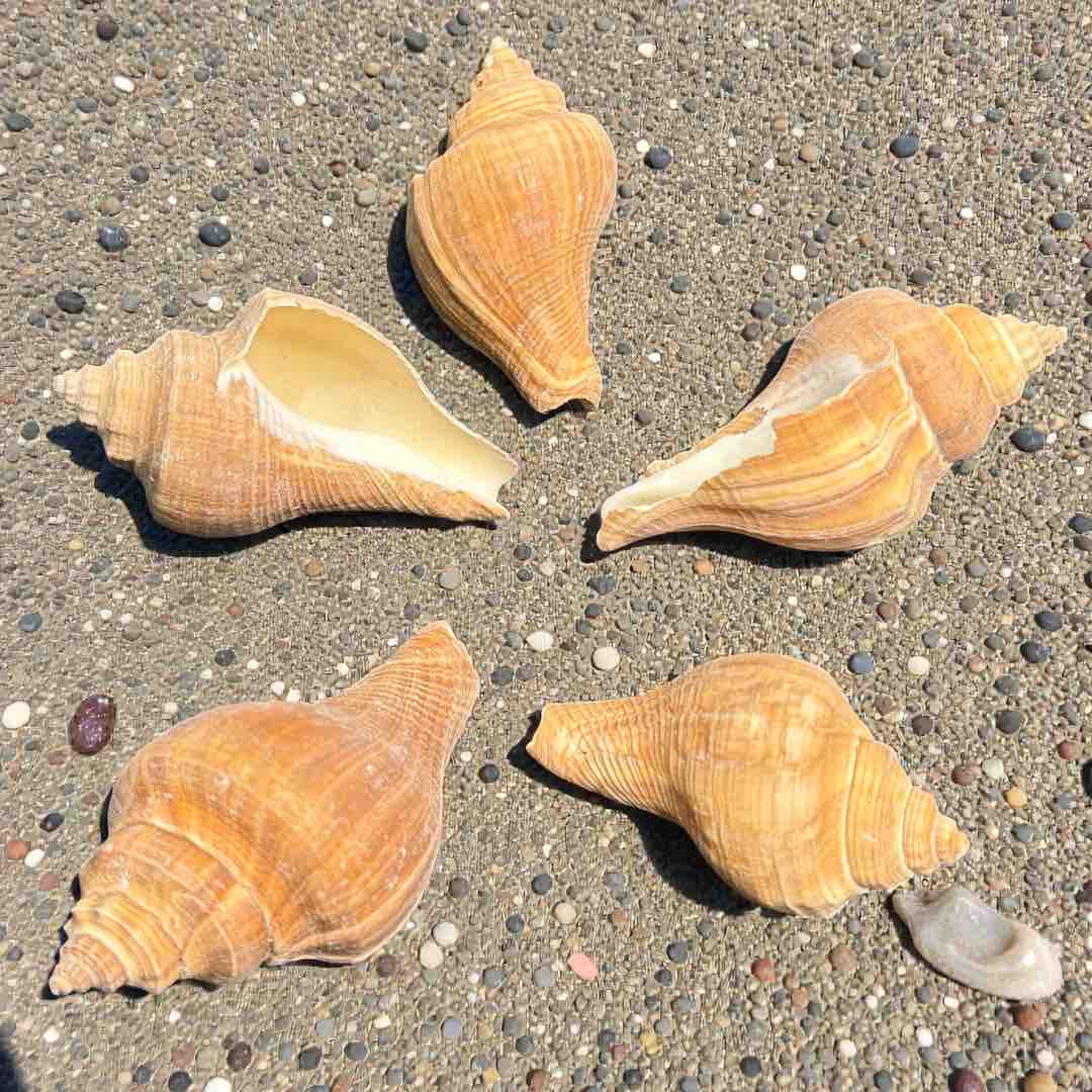 SEA SHELL 100G