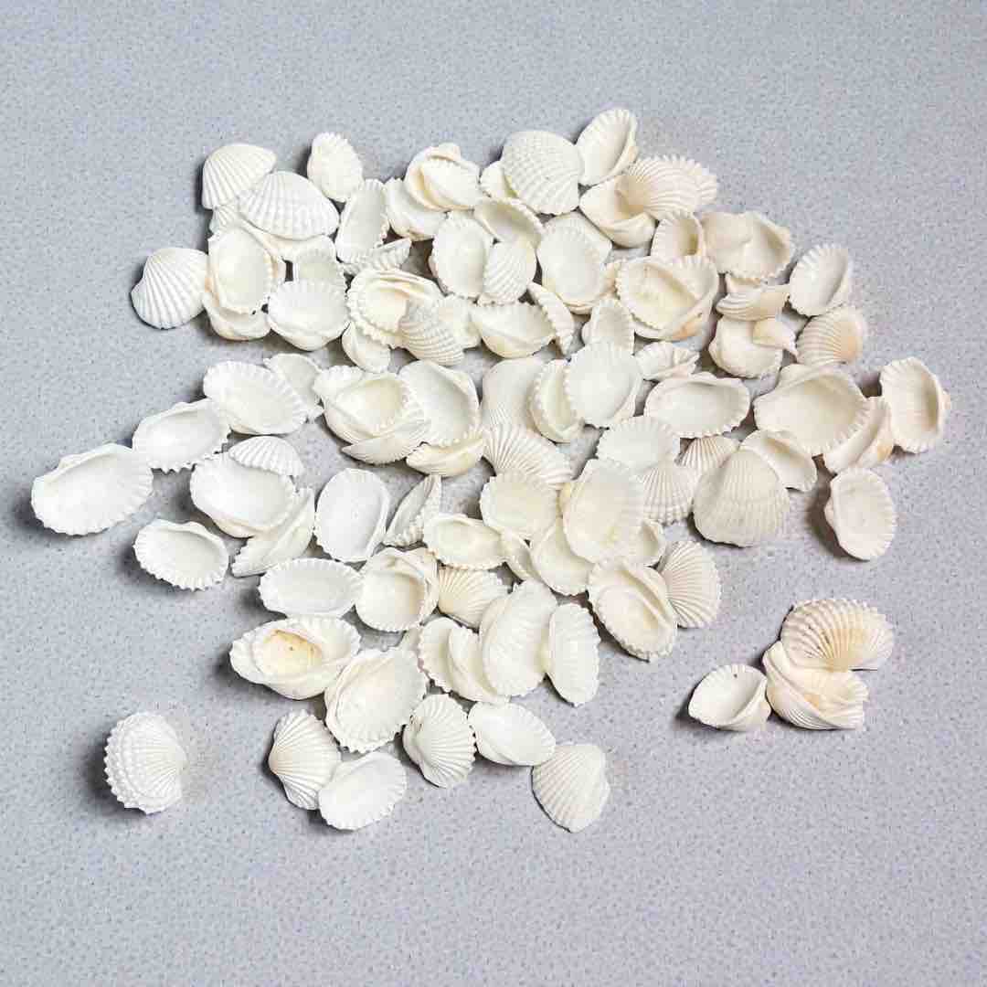 SEA SHELL 100G