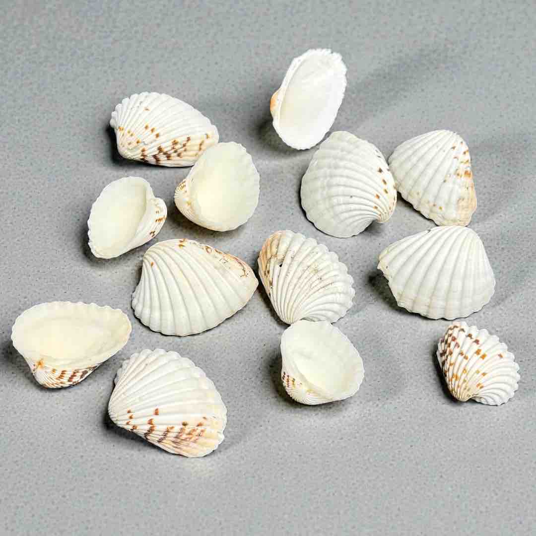 SEA SHELL 100G