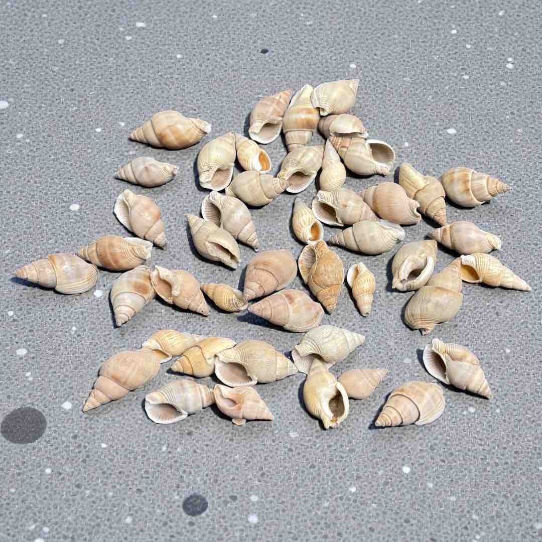 SEA SHELL 100G