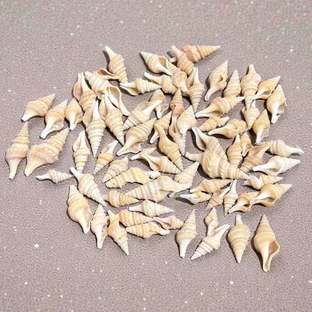 SEA SHELL 100G